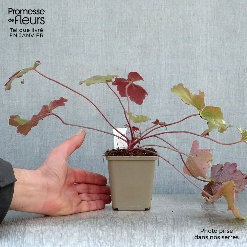 Amostra de Heuchère Mega Caramel Vaso de 8/9 cm tal como entregue no inverno