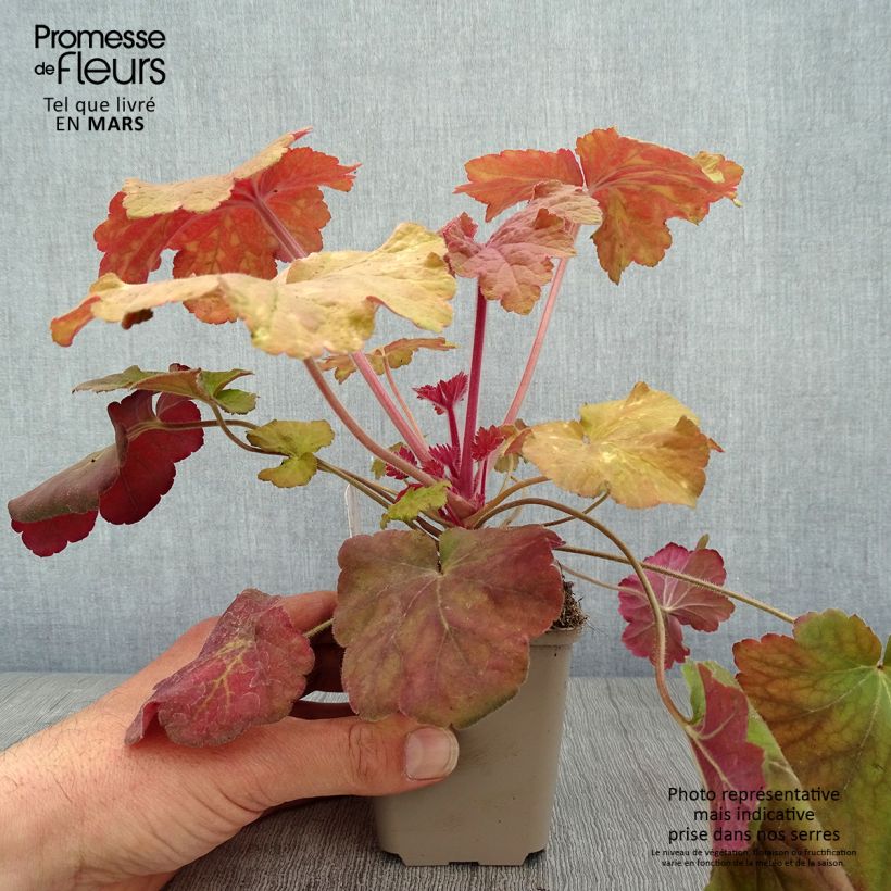 Amostra de Heuchera Mega Caramel Vaso de 8/9 cm tal como entregue na primavera