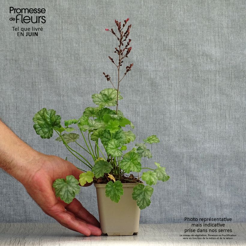 Amostra de Heuchera Paris Vaso de 8/9 cm tal como entregue no verão