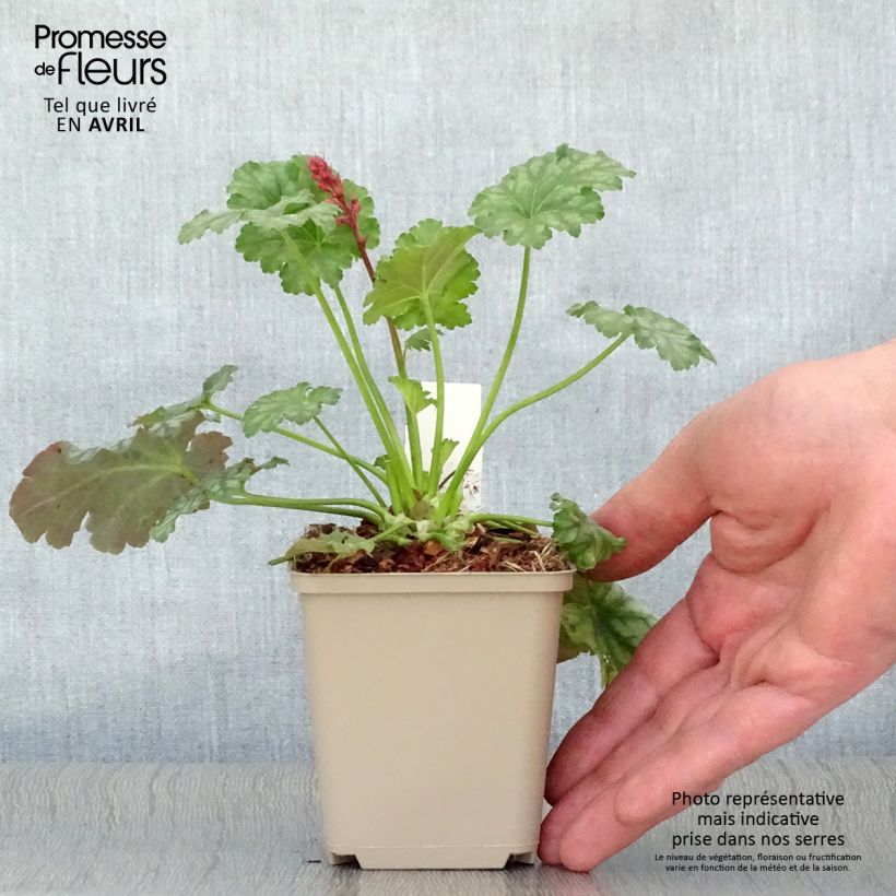 Amostra de Heuchera Paris Vaso de 8/9 cm tal como entregue na primavera