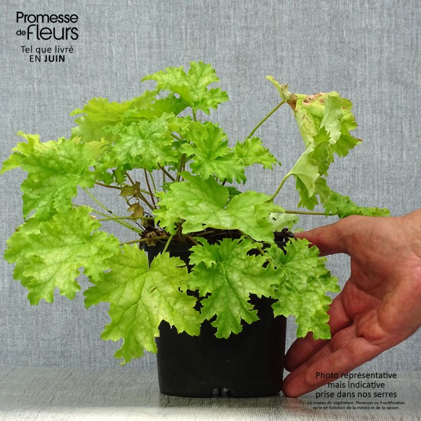 Amostra de Heuchera Pear Crisp - Sino-de-coral Vaso de 1,5 L/2 L tal como entregue no verão