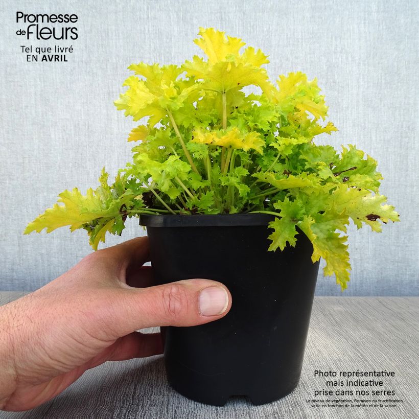 Amostra de Heuchera Pear Crisp - Sino-de-coral Vaso de 1,5 L/2 L tal como entregue na primavera