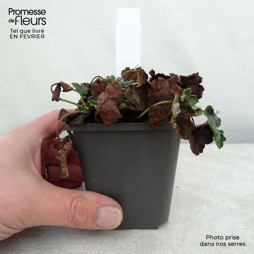Amostra de Heuchera Pluie de Feu Vaso de 8/9 cm tal como entregue no inverno