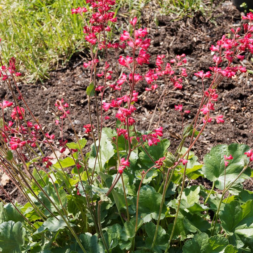 Heuchera Pluie de Feu (Hábito)