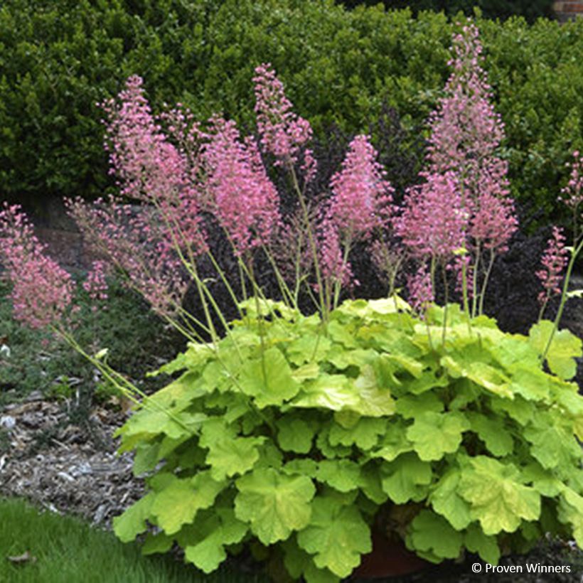 Heuchera Pretty Pistachio PRIMO (Floração)