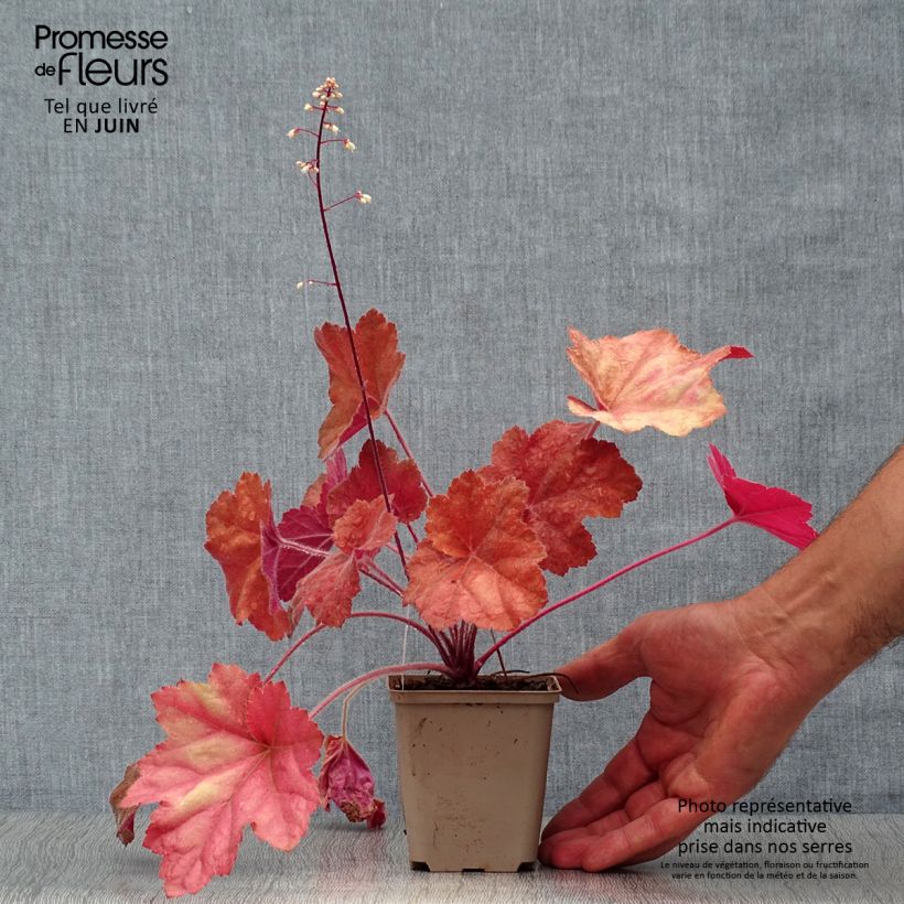 Amostra de Heuchera Southern Comfort Vaso de 8/9 cm tal como entregue no verão
