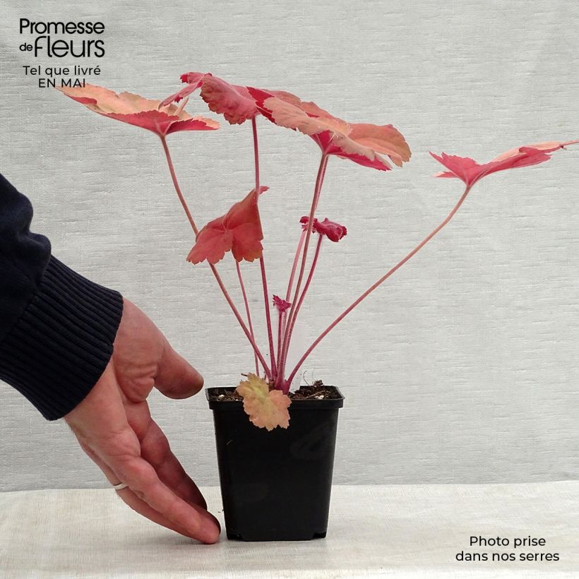 Amostra de Heuchera Southern Comfort Vaso de 8/9 cm tal como entregue na primavera