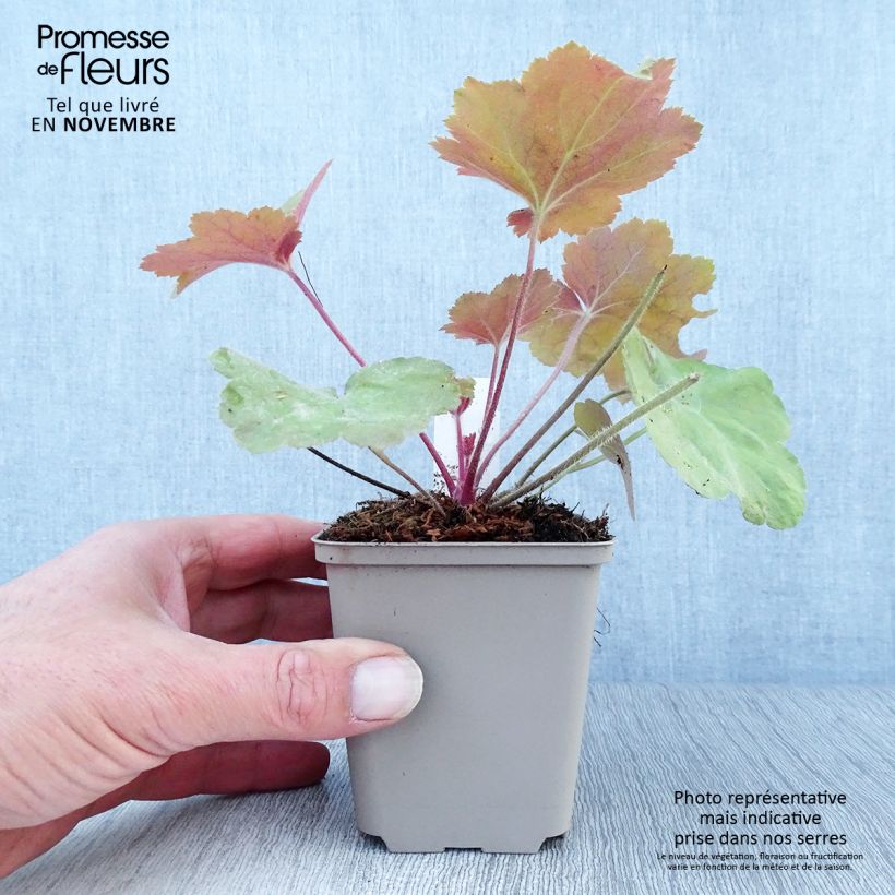 Amostra de Heuchera Southern Comfort Vaso de 8/9 cm tal como entregue no outono