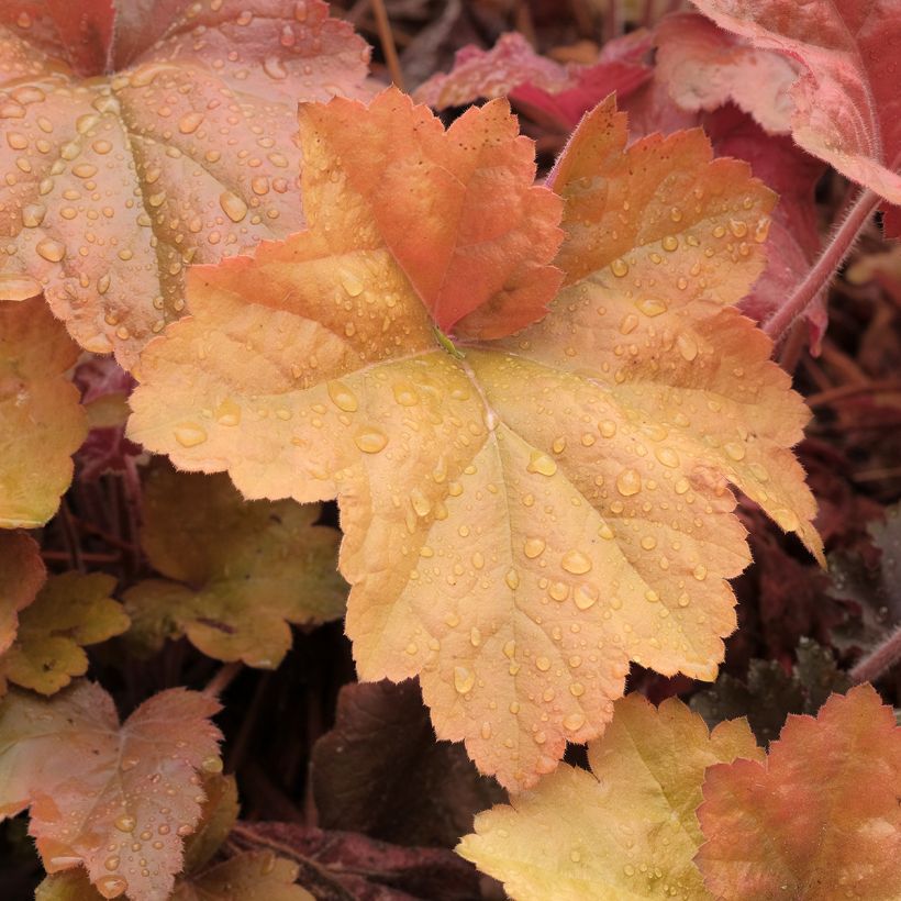 Heuchera Southern Comfort (Folhagem)