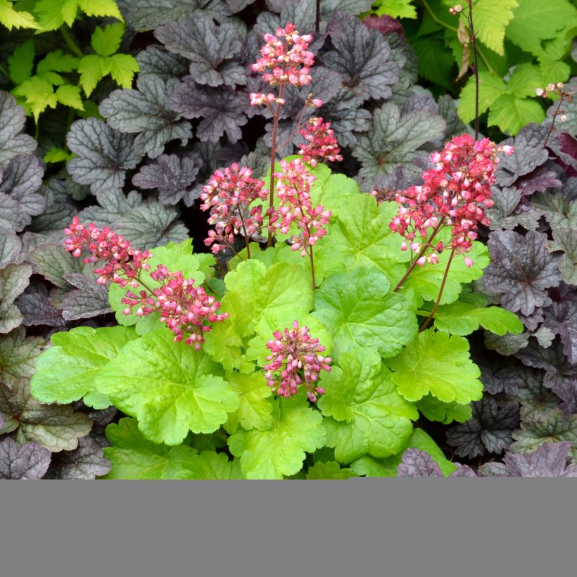 Heuchera Little Cuties Sweet Tart (Hábito)