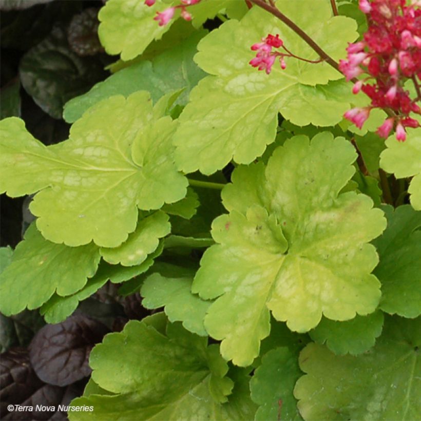 Heuchera Little Cuties Sweet Tart (Folhagem)