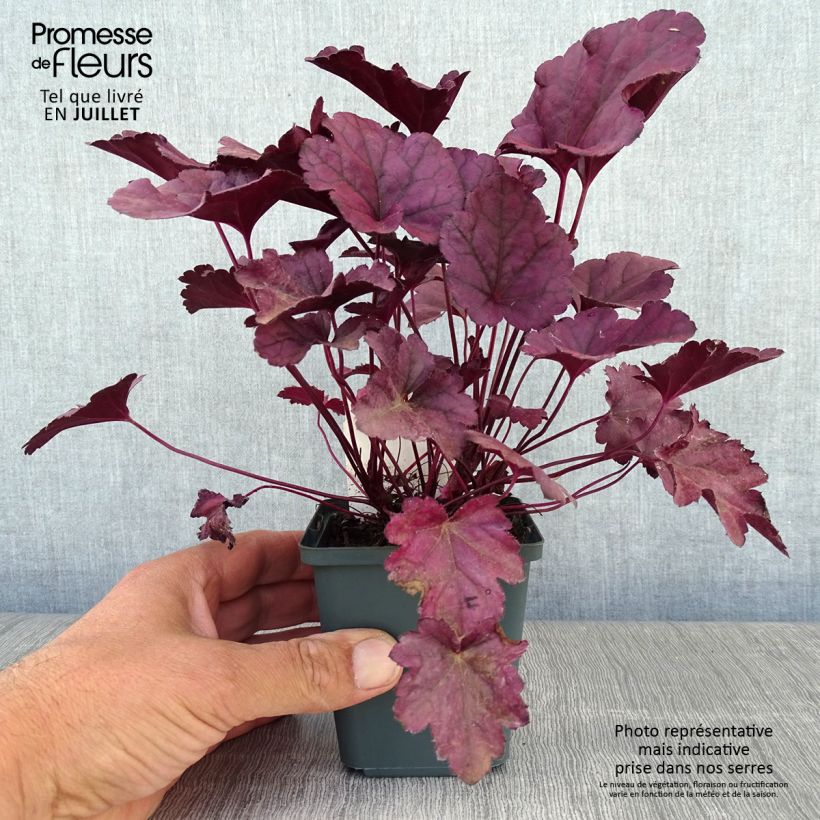 Amostra de Heuchera Dolce® Wildberry Vaso de 8/9 cm tal como entregue no verão