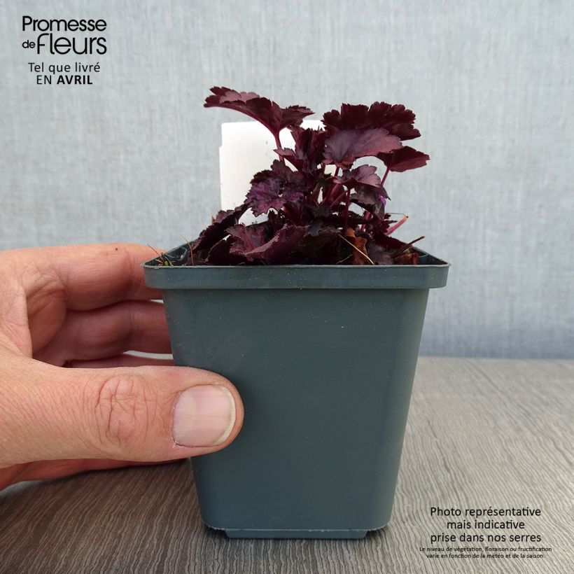 Amostra de Heuchera Dolce® Wildberry Vaso de 8/9 cm tal como entregue na primavera