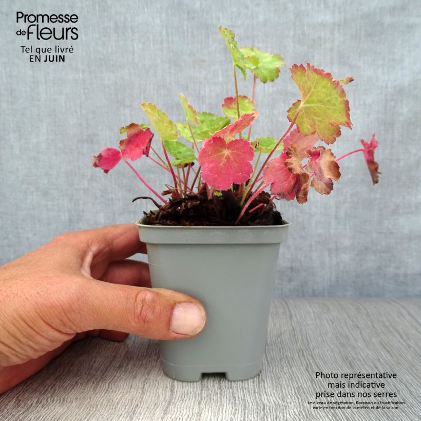 Amostra de Heuchera sanguinea Leuchtkäfer Vaso de 8/9 cm tal como entregue no verão