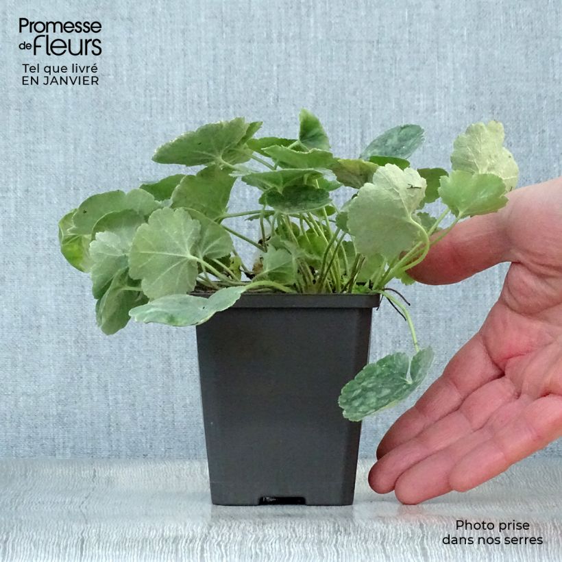 Amostra de Heuchera sanguinea Leuchtkäfer Vaso de 8/9 cm tal como entregue no inverno