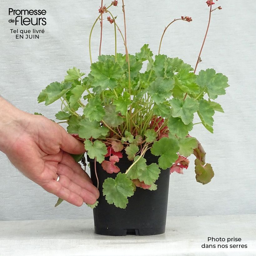 Amostra de Heuchera sanguinea Leuchtkäfer Vaso de 2 L/3 L tal como entregue no verão