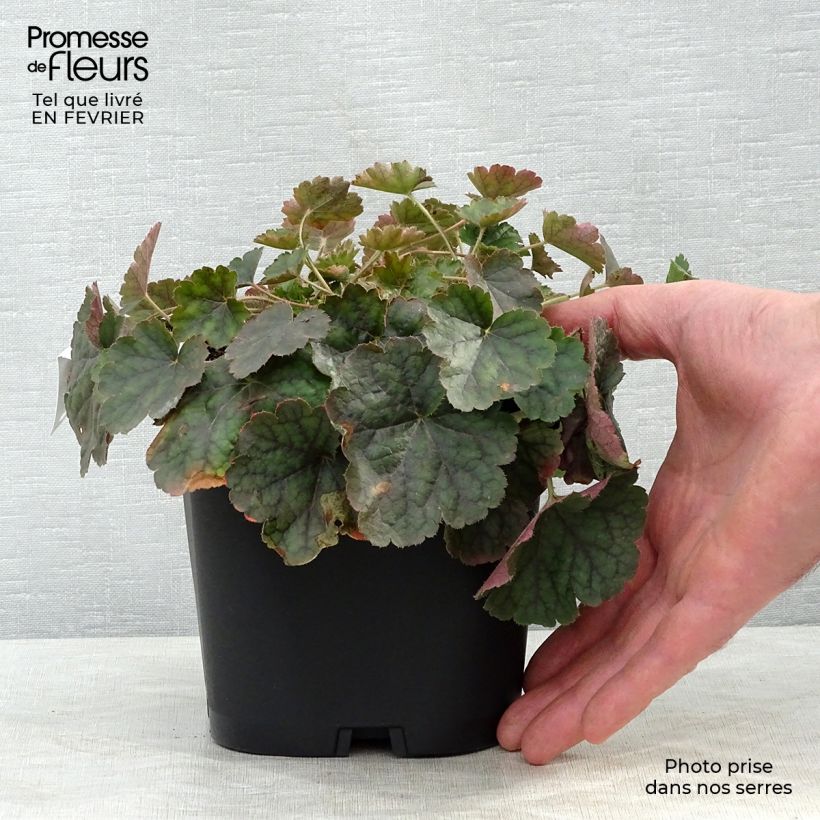 Amostra de Heuchera sanguinea Leuchtkäfer Vaso de 2 L/3 L tal como entregue no inverno