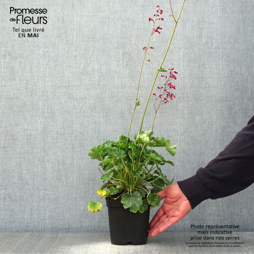 Amostra de Heuchera sanguinea Leuchtkäfer Vaso de 2 L/3 L tal como entregue na primavera