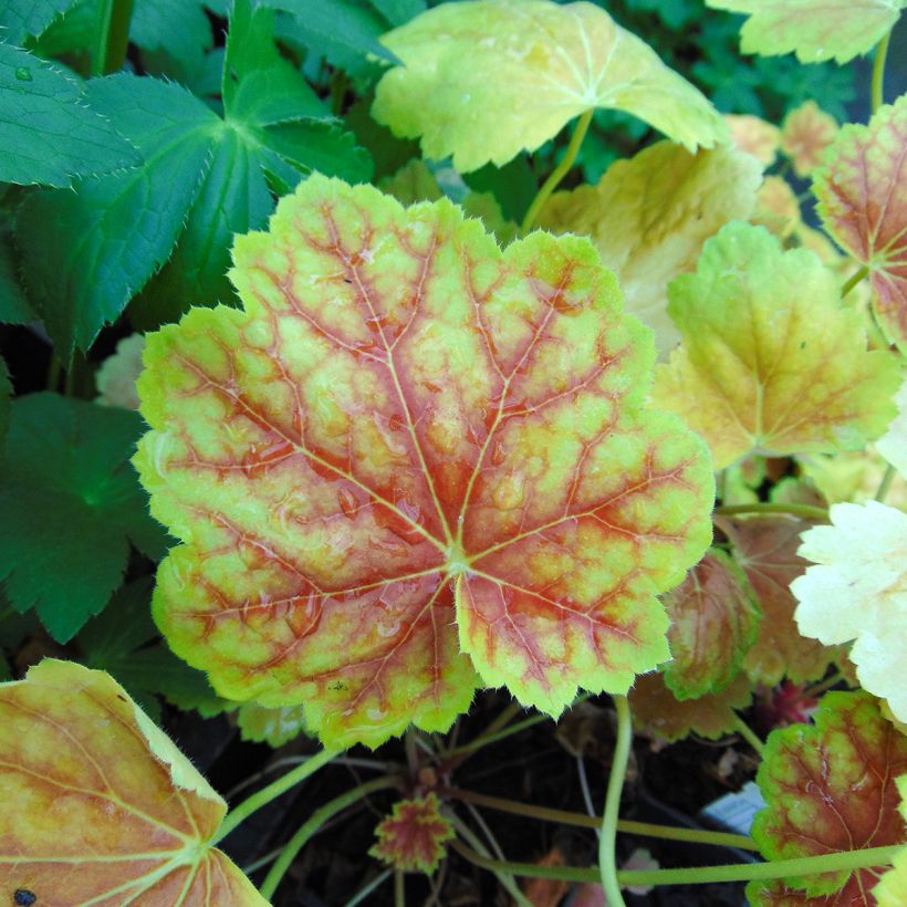 Heuchera Tiramisu (Folhagem)