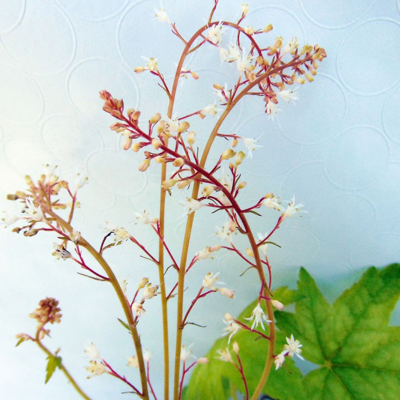 Heucherella Alabama Sunrise (Floração)