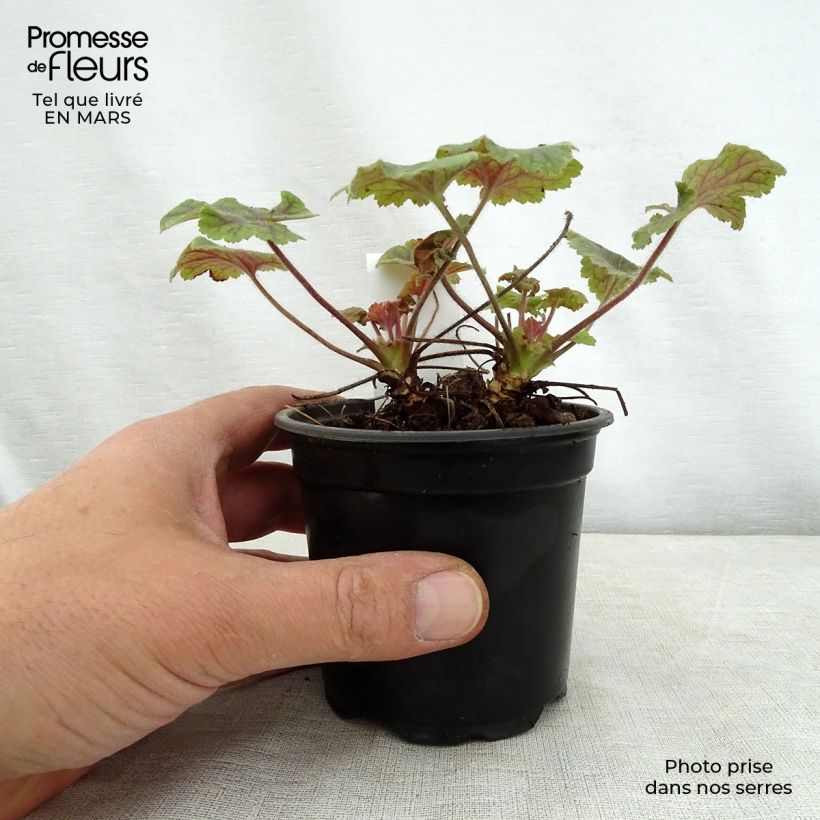 Amostra de Heucherella Alabama Sunrise Vaso de 8/9 cm tal como entregue na primavera