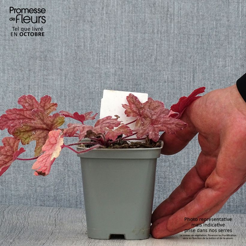 Amostra de Heucherella Alabama Sunrise Vaso de 8/9 cm tal como entregue no outono