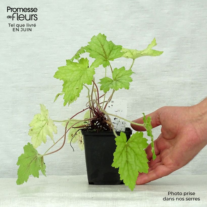 Amostra de Heucherella Alabama Sunrise Vaso de 8/9 cm tal como entregue no verão