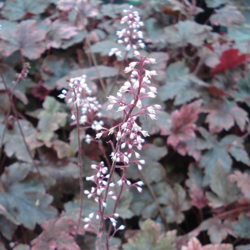 Heucherella Berry Fizz (Floração)