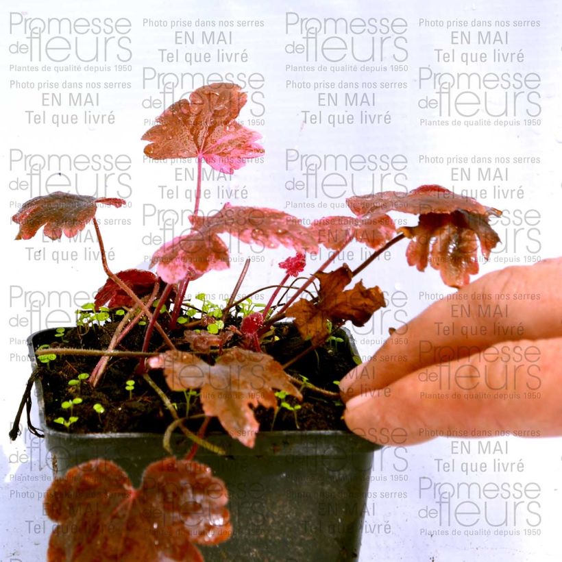 Exemplo de amostra de Heucherella Berry Fizz Vaso de 8/9 cm tal como entregue