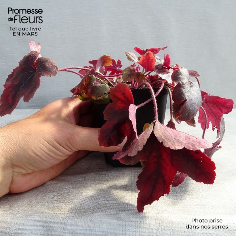 Amostra de Heucherella Brass Lantern Vaso de 8/9 cm tal como entregue na primavera