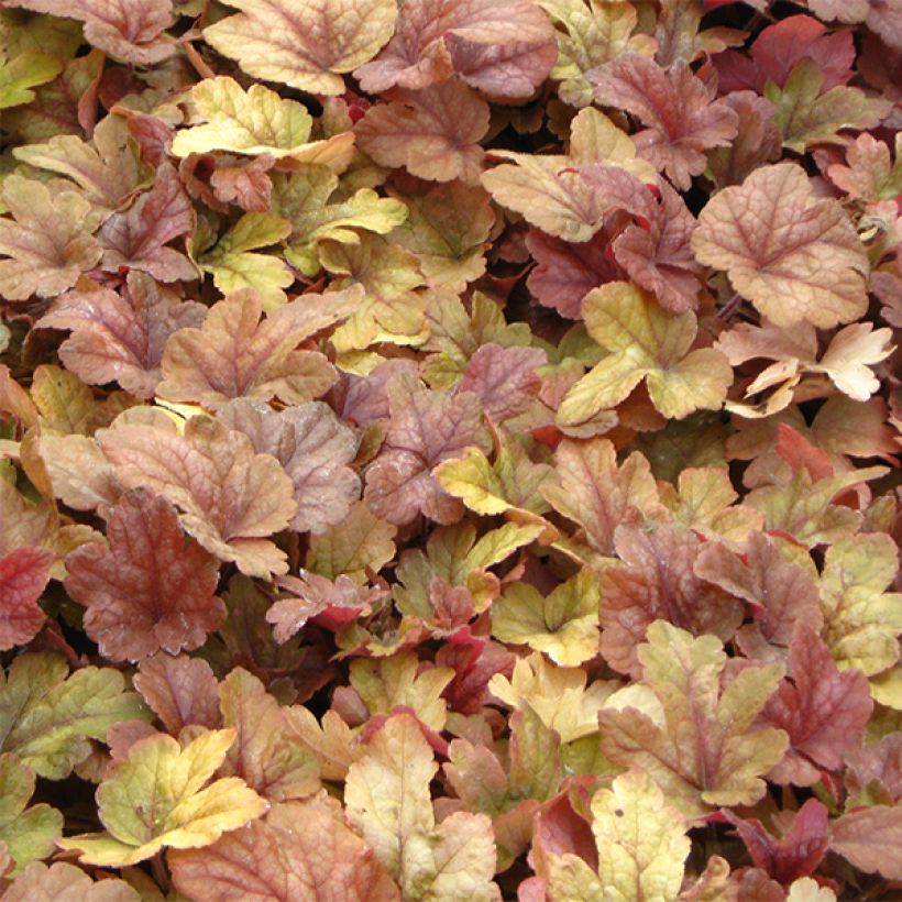 Heucherella Buttered Rum (Folhagem)