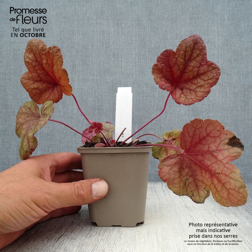 Amostra de Heucherella Buttered Rum Vaso de 8/9 cm tal como entregue no outono