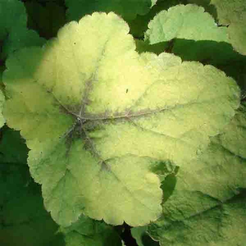 Heucherella Citrus Shock (Folhagem)