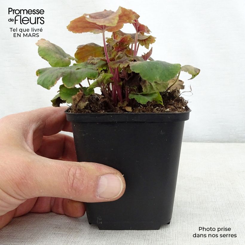 Amostra de Heucherella Citrus Shock Vaso de 8/9 cm tal como entregue na primavera