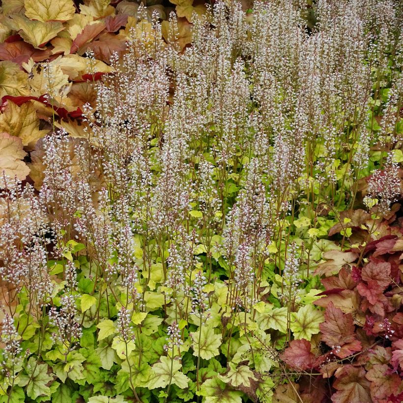 Heucherella Citrus Shock (Hábito)