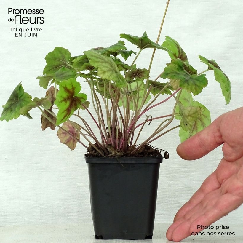 Amostra de Heucherella Citrus Shock Vaso de 8/9 cm tal como entregue no verão