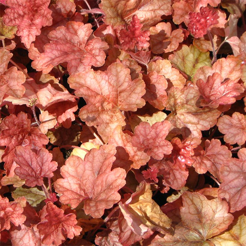 Heucherella Copper Cascade (Folhagem)