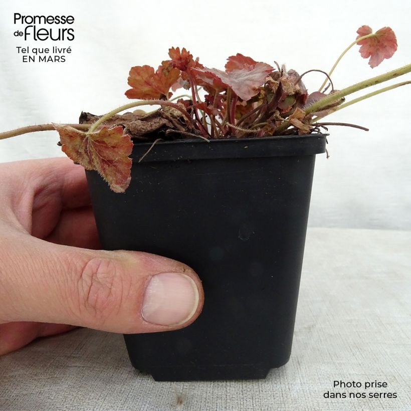 Amostra de Heucherella Copper Cascade Vaso de 8/9 cm tal como entregue na primavera