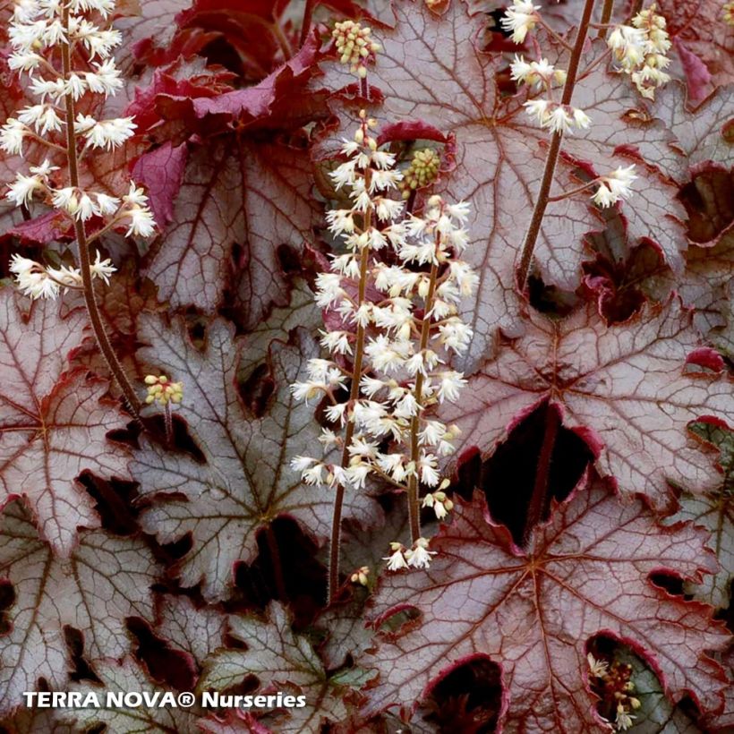 Heucherella Cracked Ice (Folhagem)