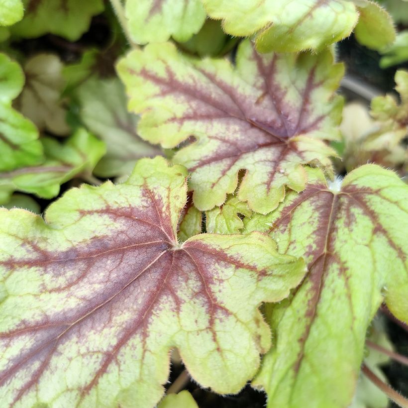 Heucherella Eye Spy (Folhagem)