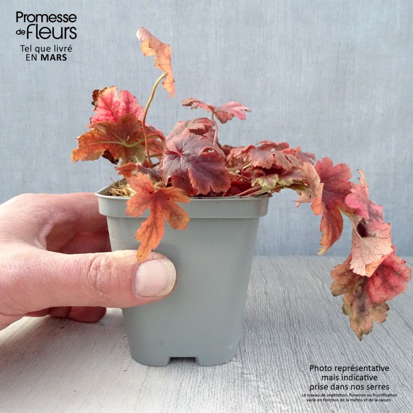 Amostra de Heucherella Golden Zebra Vaso de 8/9 cm tal como entregue na primavera