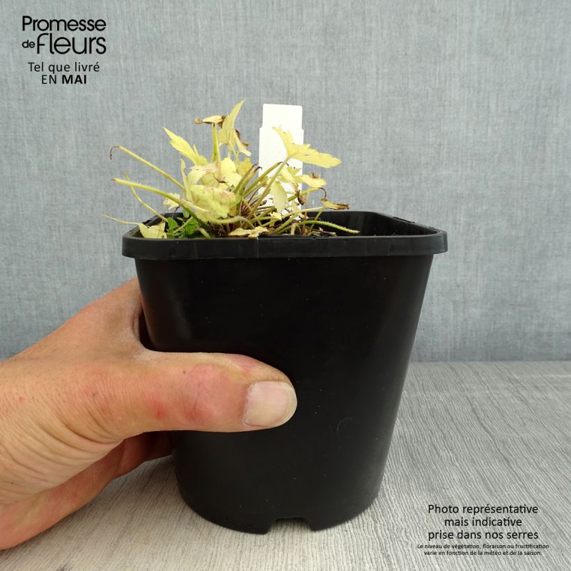 Amostra de Heucherella Golden Zebra Vaso de 1,5 L/2 L tal como entregue na primavera