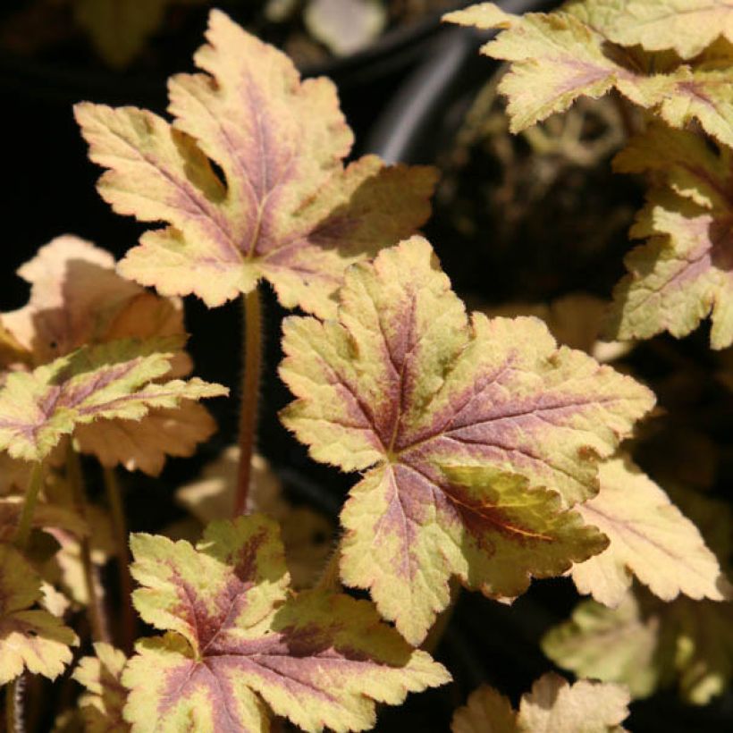 Heucherella Golden Zebra (Folhagem)