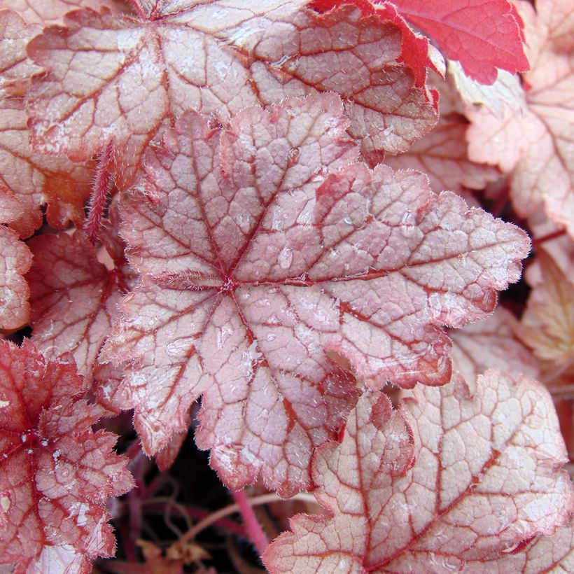 Heucherella Honey Rose (Folhagem)
