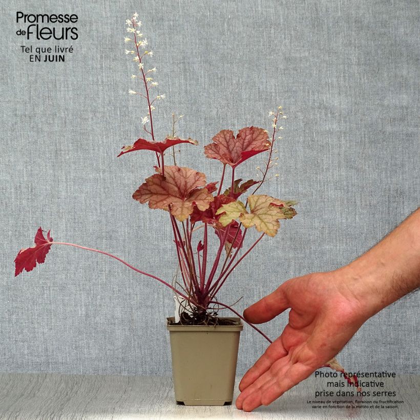 Amostra de Heucherella Honey Rose Vaso de 8/9 cm tal como entregue no verão