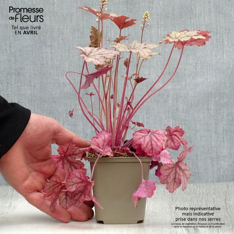 Amostra de Heucherella Honey Rose Vaso de 8/9 cm tal como entregue na primavera