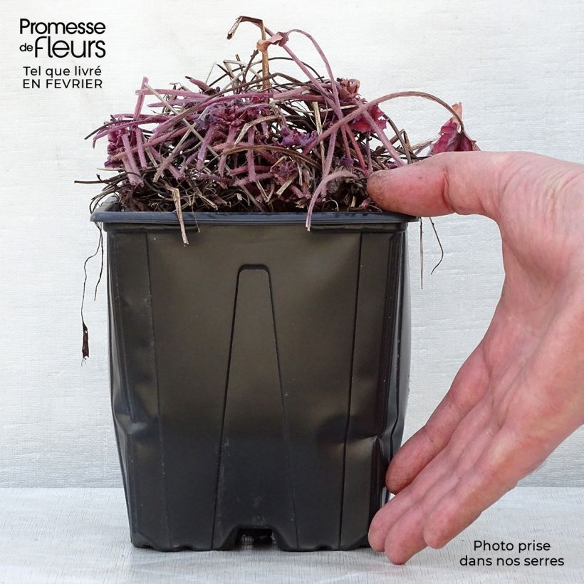 Amostra de Heucherella Honey Rose Vaso de 2 L/3 L tal como entregue no inverno