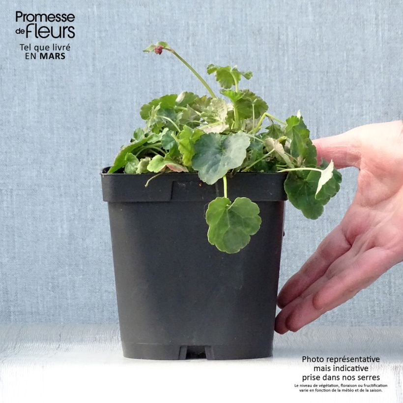 Amostra de Heucherella Honey Rose Vaso de 2 L/3 L tal como entregue na primavera