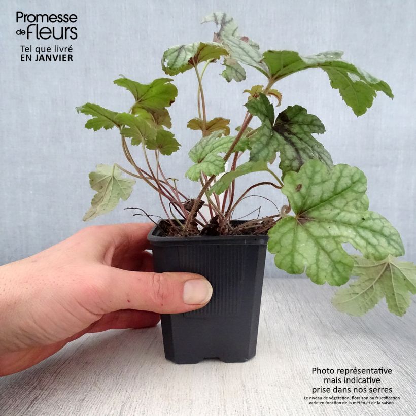 Amostra de Heucherella Kimono Vaso de 8/9 cm tal como entregue no inverno
