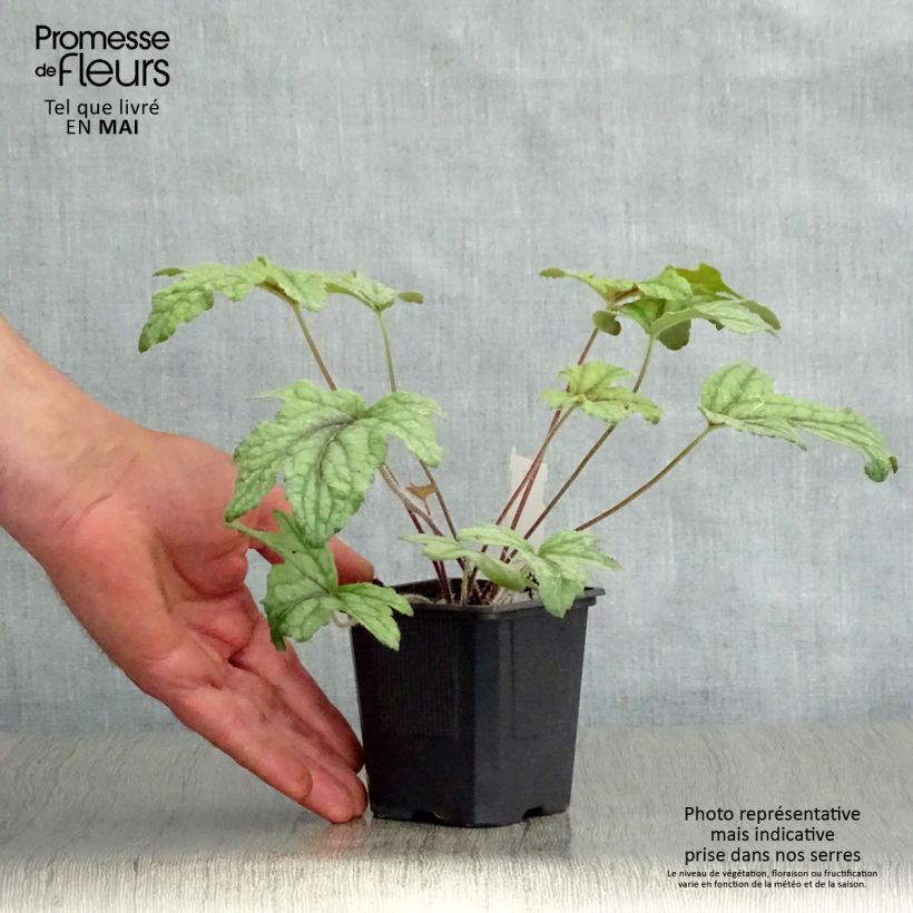 Amostra de Heucherella Kimono Vaso de 8/9 cm tal como entregue na primavera